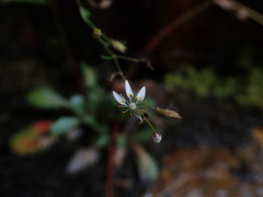 Micranthes petiolaris