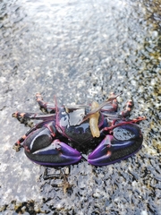 Petrolisthes violaceus