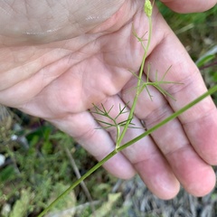 Ptilimnium capillaceum