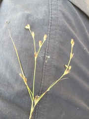 Juncus pelocarpus
