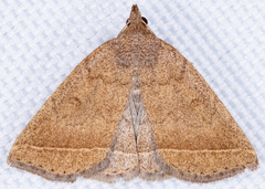 Zanclognatha jacchusalis