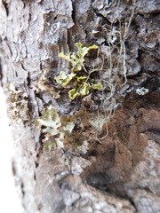 Tuckermanopsis chlorophylla