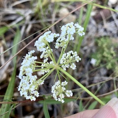 Ptilimnium capillaceum