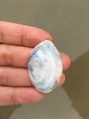 Rexithaerus secta