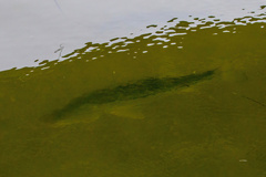 Centropomus undecimalis