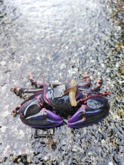 Petrolisthes violaceus