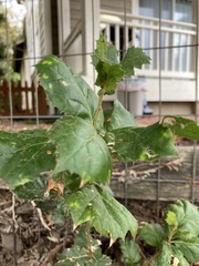 Aceria mackiei