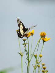 Catasticta nimbice