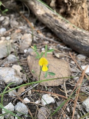 Stylosanthes