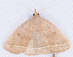 Zanclognatha marcidilinea