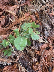 Aceria mackiei