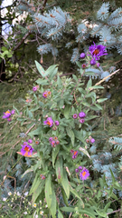 Symphyotrichum novae-angliae