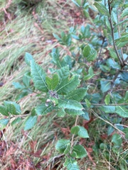 Aceria mackiei