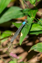 Argia moesta