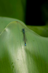 Ischnura denticollis