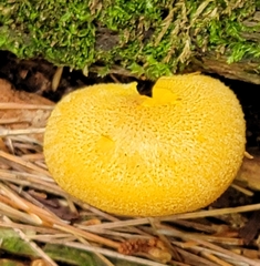 Tricholomopsis decora