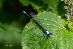 Argia apicalis