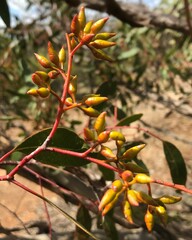 Eucalyptus socialis