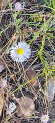 Erigeron divergens