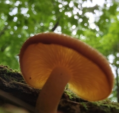 Tricholomopsis decora