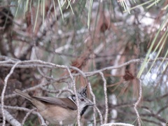 Lophophanes cristatus