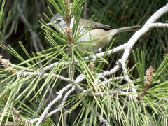 Lophophanes cristatus