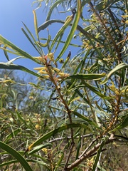 Persoonia falcata