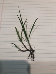 Cyperus brevifolius