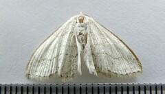 Scopula junctaria