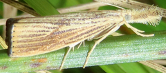 Agriphila