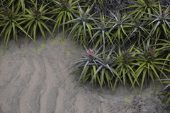 Tillandsia latifolia