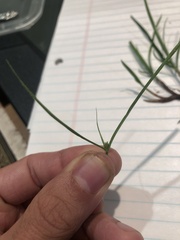 Cyperus brevifolius