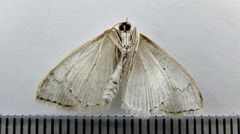 Scopula junctaria