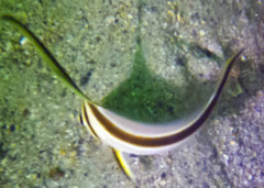 Eques lanceolatus