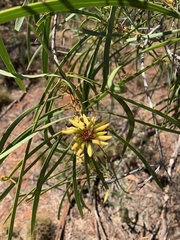Persoonia falcata