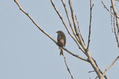 Emberiza pusilla