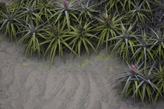 Tillandsia latifolia