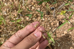 Desmodium procumbens