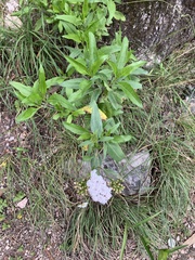 Stevia lucida