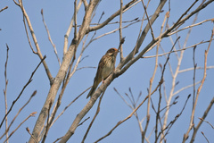Emberiza pusilla