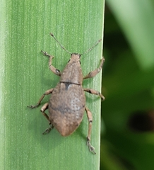 Entiminae