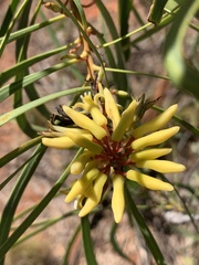 Persoonia falcata