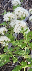 Ageratina herbacea