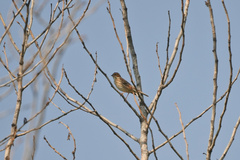 Emberiza pusilla