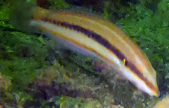 Halichoeres bivittatus