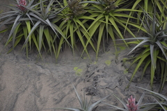 Tillandsia latifolia