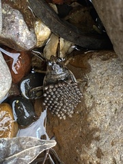 Abedus