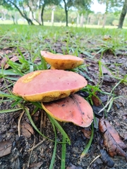 Hortiboletus rubellus