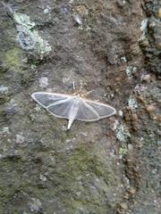 Palpita quadristigmalis