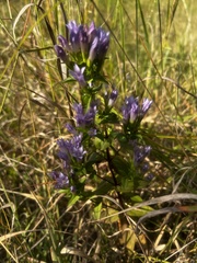 Gentianella quinquefolia
